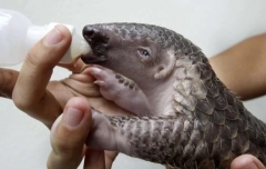 Pangolin.jpg