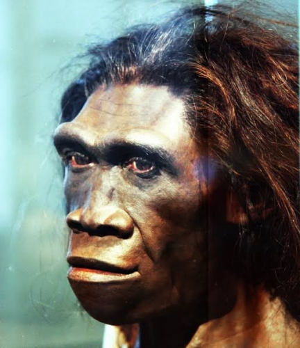 Homo erectus.jpg