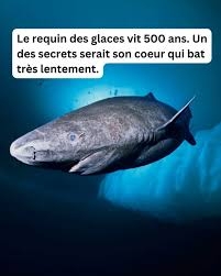 requin du Groeland.jpg