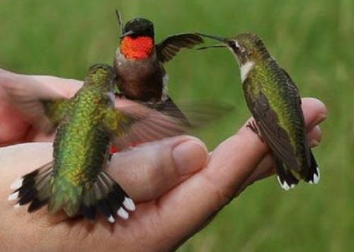 Cuba, Colibri abeille